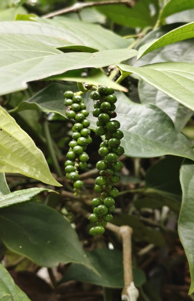 natural green pepper