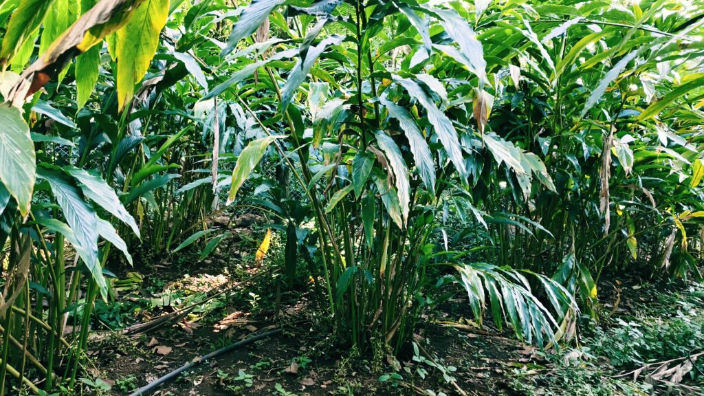cardamom plantation